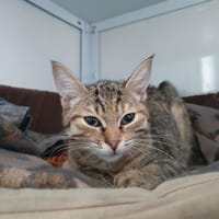 ATHENA, chatte à adopter