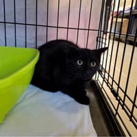 ENZO, chat à adopter