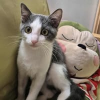 Larissa, chatte à adopter