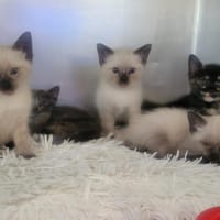 Playa, chatte à adopter