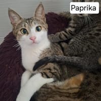PAPRIKA QCT, chatte à adopter