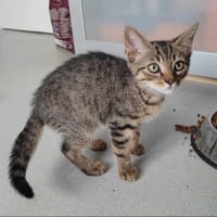 Ash, chat à adopter