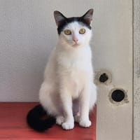 busker, chatte à adopter