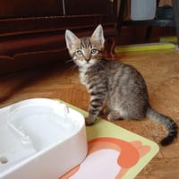 TOFU (PATOUNE) QCT, chat à adopter