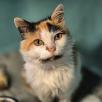 bonnaroo, chatte à adopter