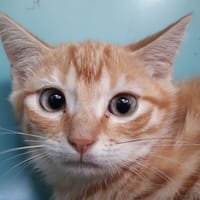Waban, chat à adopter