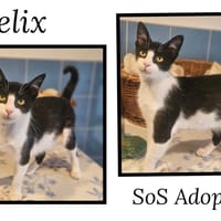 FELIX, chat à adopter