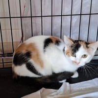 CARLA, chatte à adopter