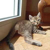 TAITAI (ISO) QCT, chat à adopter