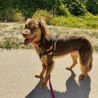 VAGO, chien à adopter