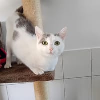 ACHKA, chatte à adopter