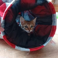 SICHUAN (YARA)QCT, chatte à adopter