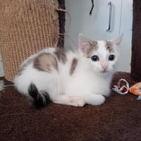 ASCOT, chat à adopter
