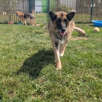MAYA, chienne à adopter