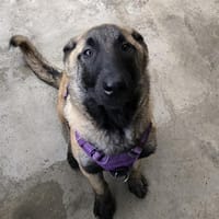 CANCUN VAA, chienne à adopter