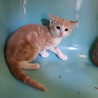 FIFI, chat à adopter