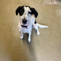 LIBBY, chienne à adopter