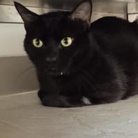 Yaris, chat à adopter