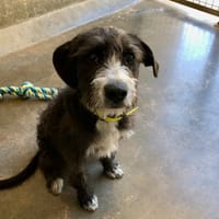 HADES, chien à adopter