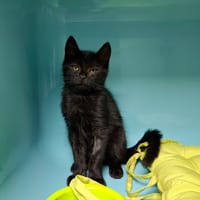 Curly, chat à adopter