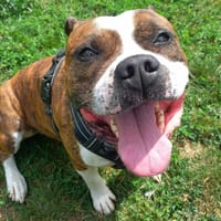 PYRUS QCN, chien à adopter