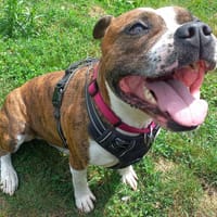 PYRUS QCN, chien à adopter