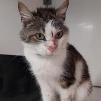 Caroline, chatte à adopter