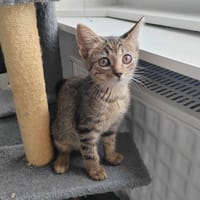 Juliet, chatte à adopter