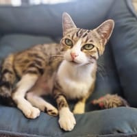 PALOMA, chatte à adopter