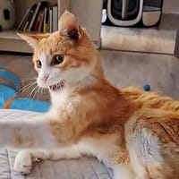 BEACHVOLLEY, chat à adopter