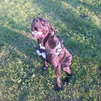 OLYMPE, chienne à adopter