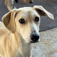 YANA, chienne à adopter