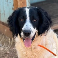 STARSKY, chien à adopter