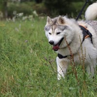 Riven, chien à adopter