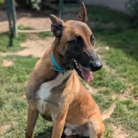 PACCO, chien à adopter