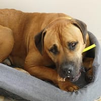 YANG, chien à adopter