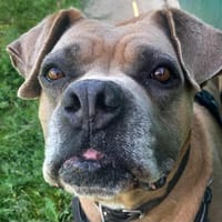 COSMOS QCN, chien à adopter