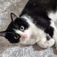 MARLON, chat à adopter