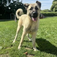 SIMON OAA19821, chien à adopter