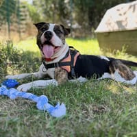 RIVEN, chien à adopter