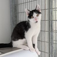 ANIA, chatte à adopter