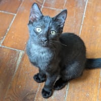 ADONIS, chat à adopter