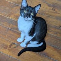 ANNABELLE, chatte à adopter