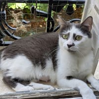 ZITA, chatte à adopter