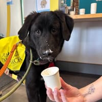 Buffy, female dog to adopt