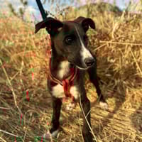 TIMON, chien à adopter
