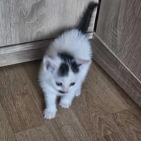 Piątek, kot do adopcji