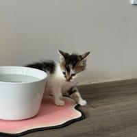 Środek, kot do adopcji