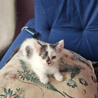 Czwartek, kot do adopcji