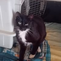 Winnie, chatte à adopter